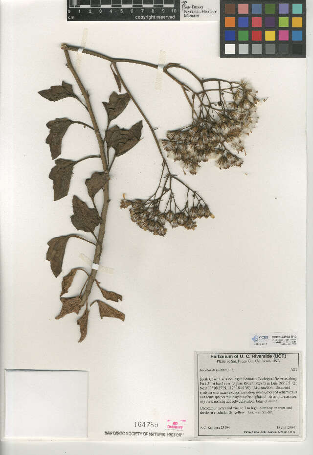 Image of creeping groundsel