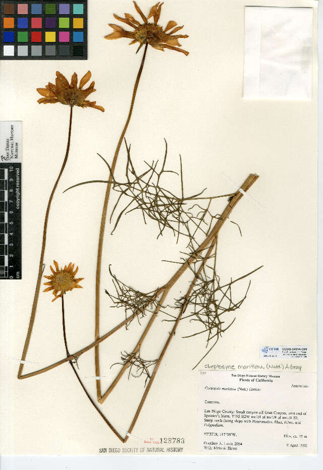 Image de Coreopsis maritima (Nutt.) Hook. fil.