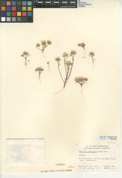 Imagem de Monoptilon bellioides (A. Gray) H. M. Hall