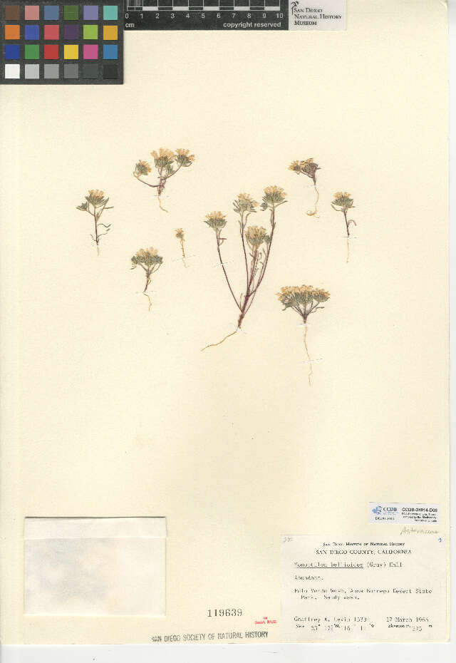 Image de Monoptilon bellioides (A. Gray) H. M. Hall