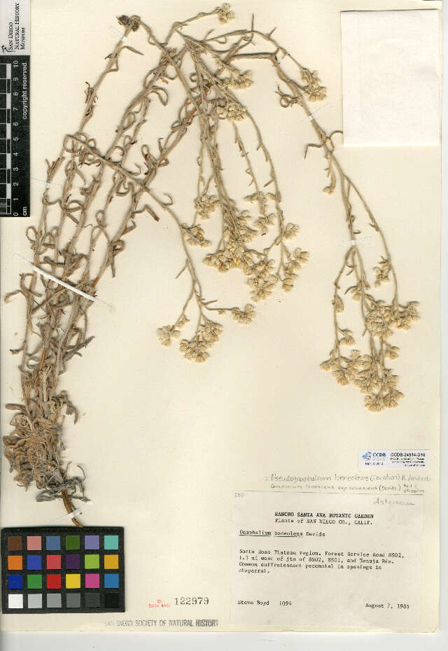 Image de Pseudognaphalium beneolens (A. Davids.) A. A. Anderberg