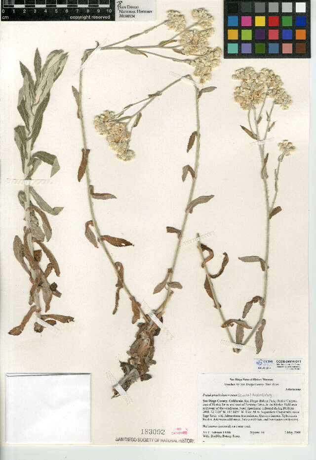 Image de Pseudognaphalium roseum (Kunth) A. A. Anderberg