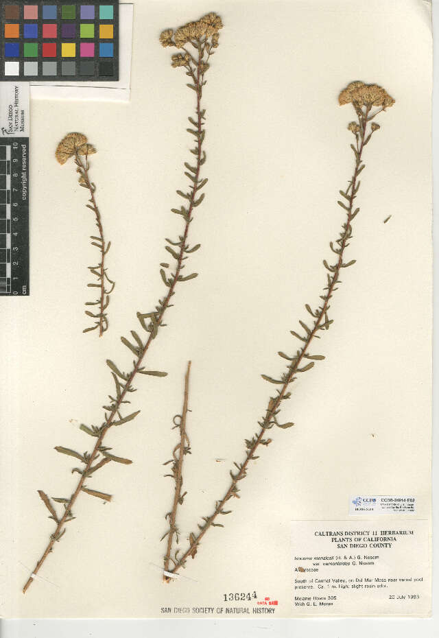 Image de Isocoma menziesii var. vernonioides (Nutt.) G. L. Nesom