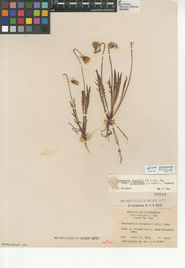 Image de Microseris douglasii subsp. platycarpha (A. Gray) K. L. Chambers