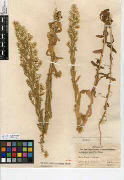 Image de Laennecia coulteri (A. Gray) G. L. Nesom