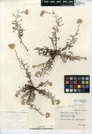 Image of Jersey cudweed