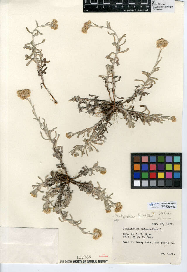 Image of Jersey cudweed