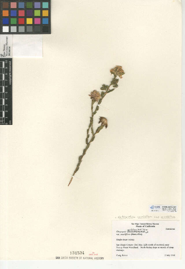 Image de Heterotheca sessiliflora subsp. sessiliflora