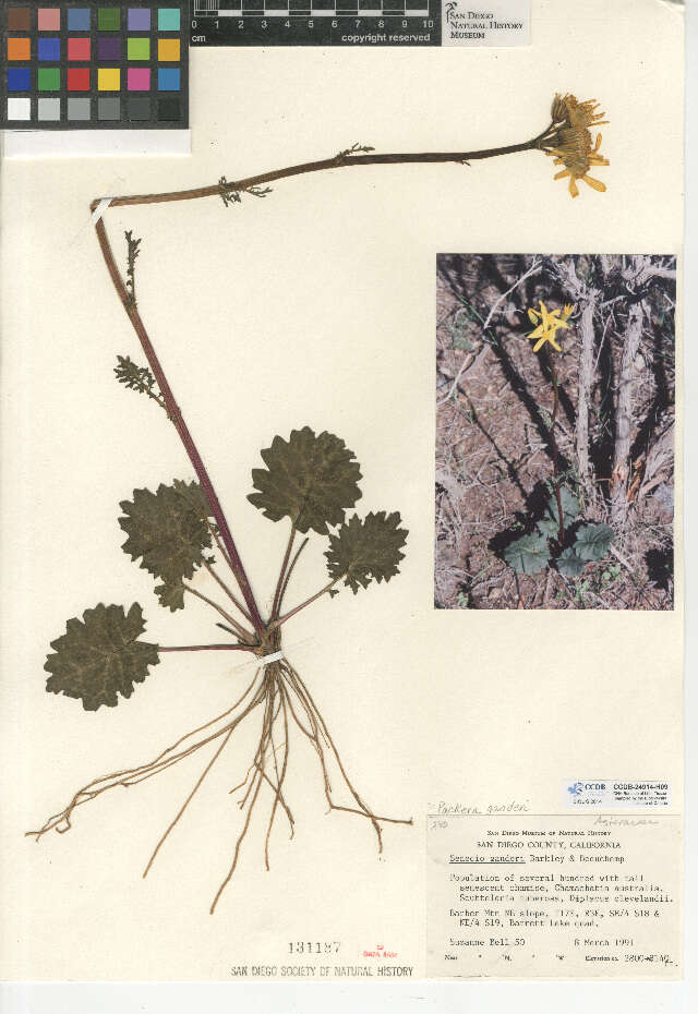 Image of Gander's ragwort