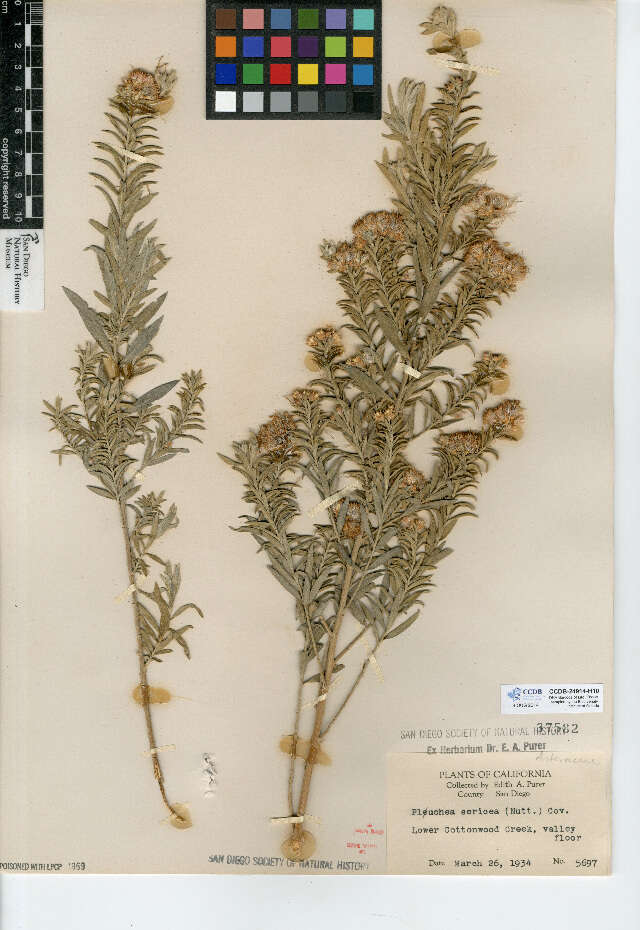 Image of arrowweed