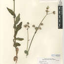 Image of Sonchus asper subsp. asper