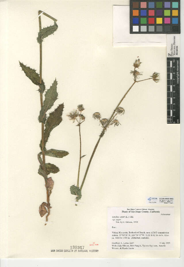 Sonchus asper (rights holder: San Diego Natural History Museum. SDNHM. Year: 2015.)