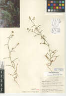 صورة Cryptantha decipiens (M. E. Jones) Heller