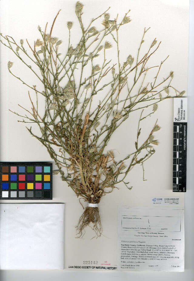 Image of Volutaria canariensis G. Wagenitz