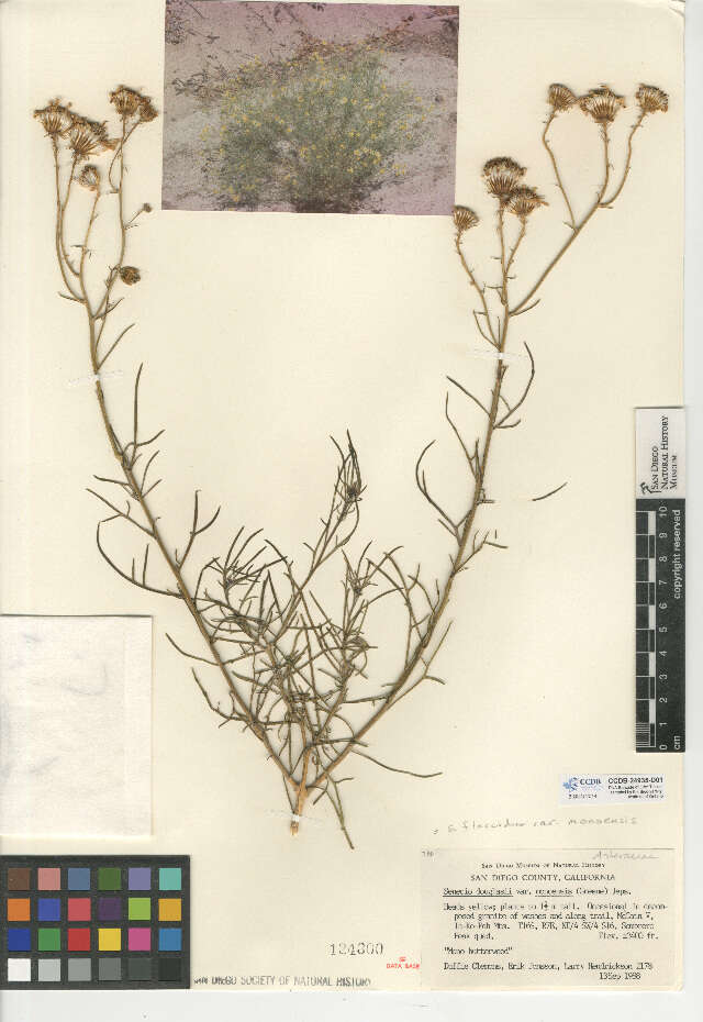 Image of smooth threadleaf ragwort