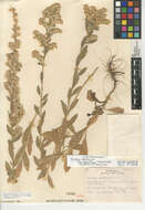 Image de Solidago velutina subsp. sparsiflora (A. Gray) Semple