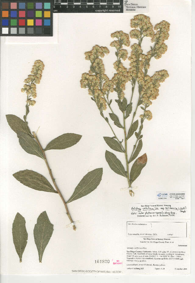 Image de Solidago velutina subsp. californica (Nutt.) Semple