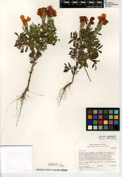 Image of Tagetes erecta