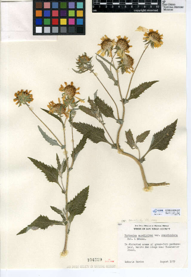 Image of Verbesina encelioides subsp. encelioides