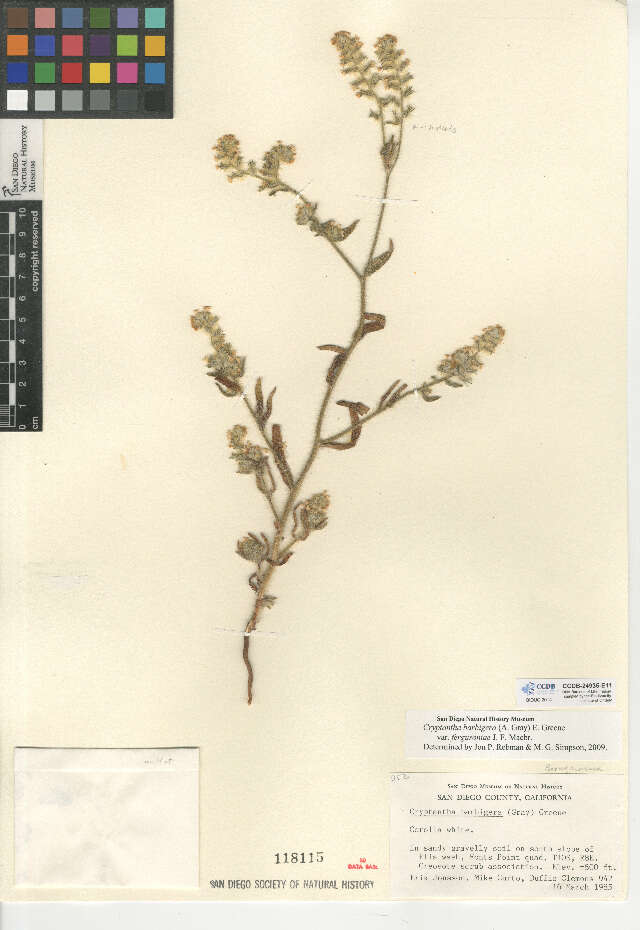 Image of Clearwater cryptantha