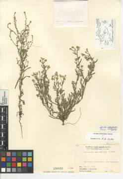 صورة Cryptantha microstachys (Greene ex Gray) Greene