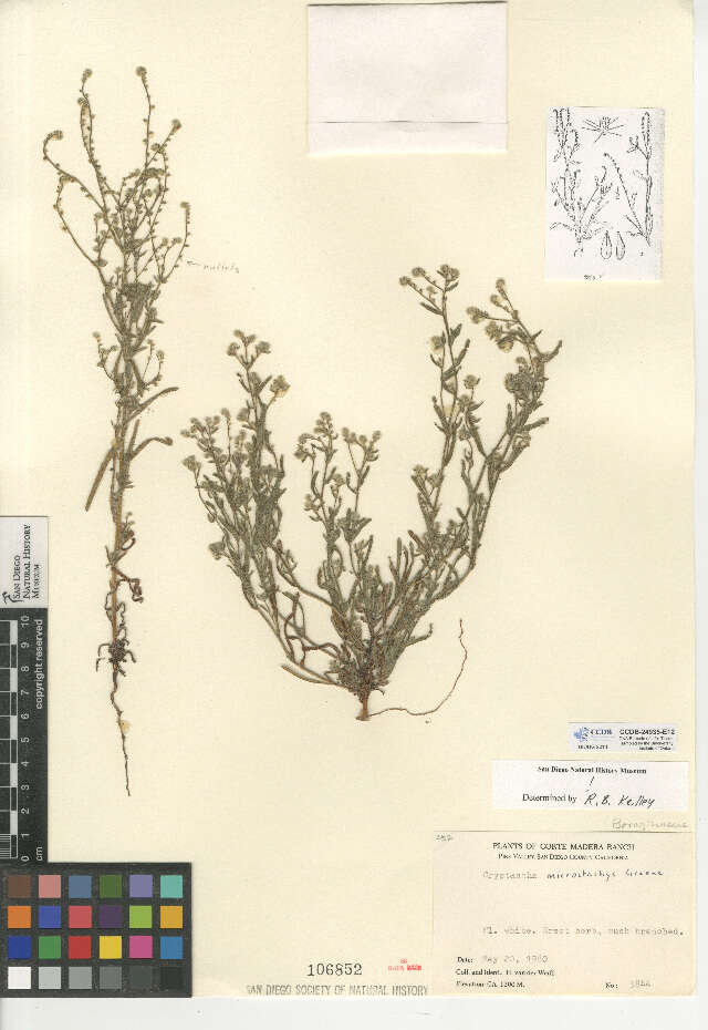 صورة Cryptantha microstachys (Greene ex Gray) Greene