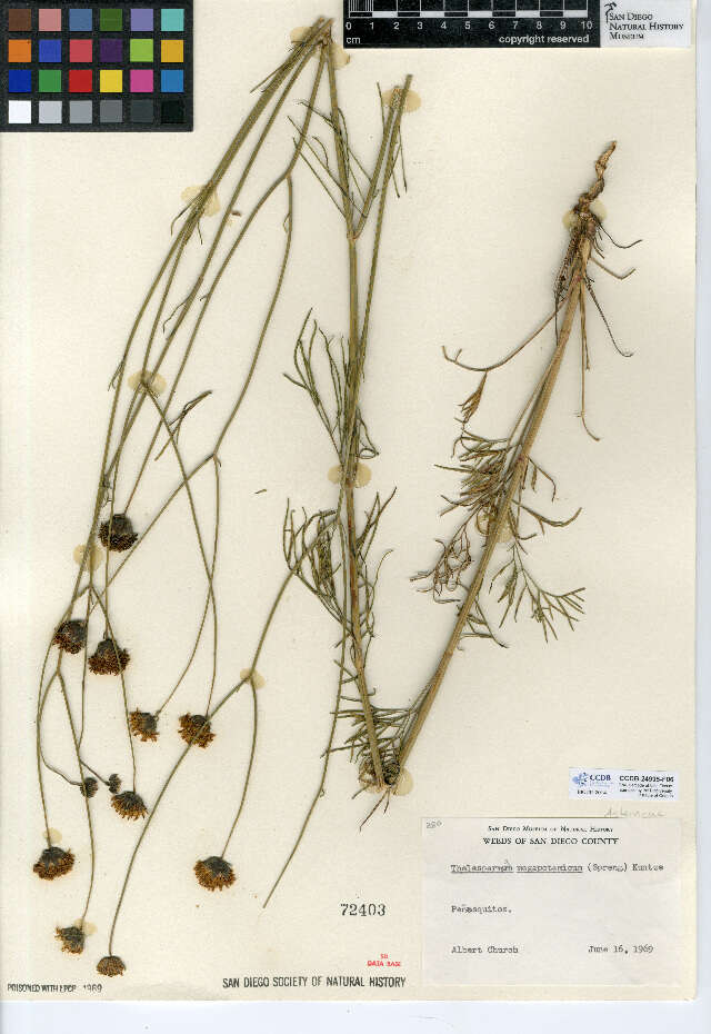 Image of Hopi tea greenthread