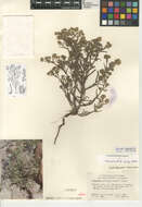 صورة Cryptantha maritima (Greene) Greene