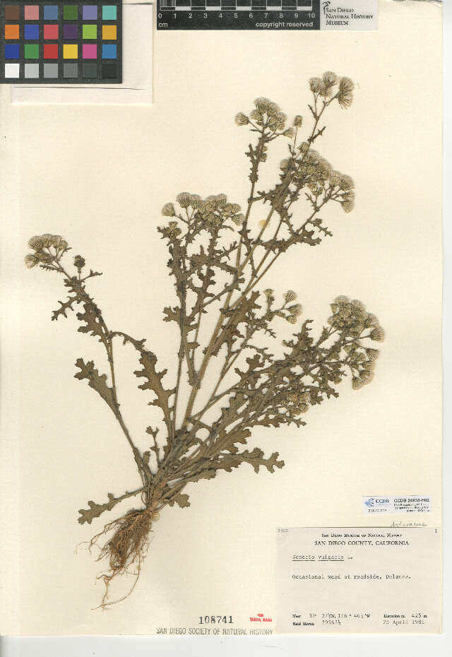 Image of groundsel