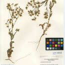 Image of <i>Emmenanthe <i>penduliflora</i></i> var. penduliflora