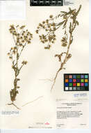 صورة Emmenanthe penduliflora var. penduliflora