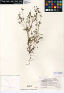 Image de Eucrypta chrysanthemifolia var. bipinnatifida (Torr.) Constance