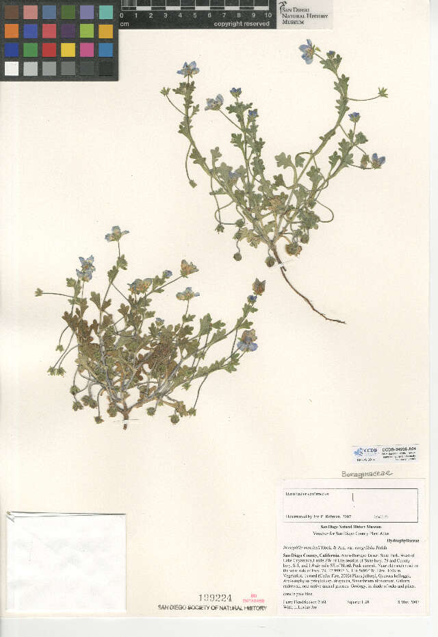 Nemophila menziesii var. integrifolia Brand的圖片