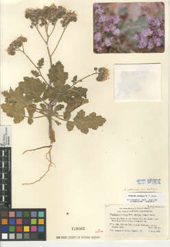 Phacelia crenulata var. ambigua (M. E. Jones) J. F. Macbr.的圖片