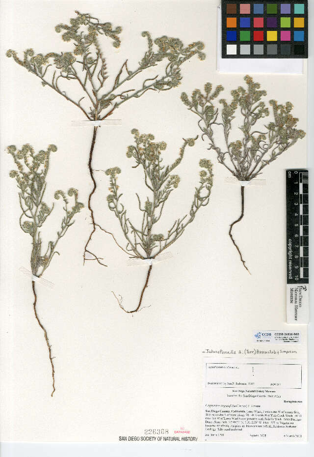 Image of Panamint cryptantha