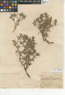 Image of <i>Nama hispida</i> var. <i>spathulata</i> (Torr.) C. L. Hitchc.