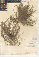 Image of sagebrush combseed