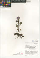 Phacelia campanularia subsp. campanularia的圖片