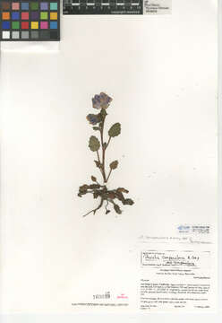 Phacelia campanularia subsp. campanularia的圖片