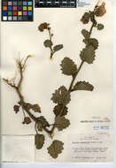 Phacelia grandiflora (Benth.) A. Gray的圖片