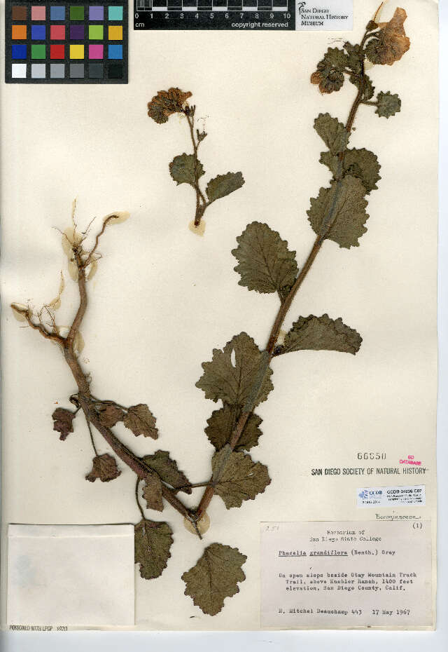 Image de Phacelia grandiflora (Benth.) A. Gray