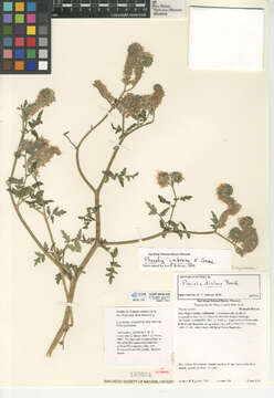 Image of Colorado Desert phacelia