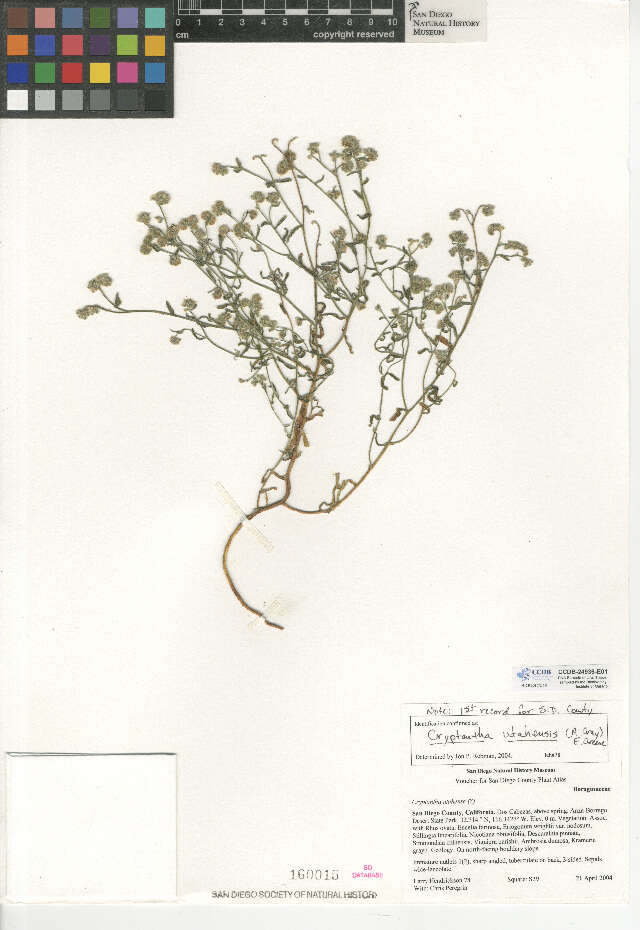 صورة Cryptantha utahensis (A. Gray) Greene