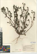 Phacelia affinis A. Gray的圖片