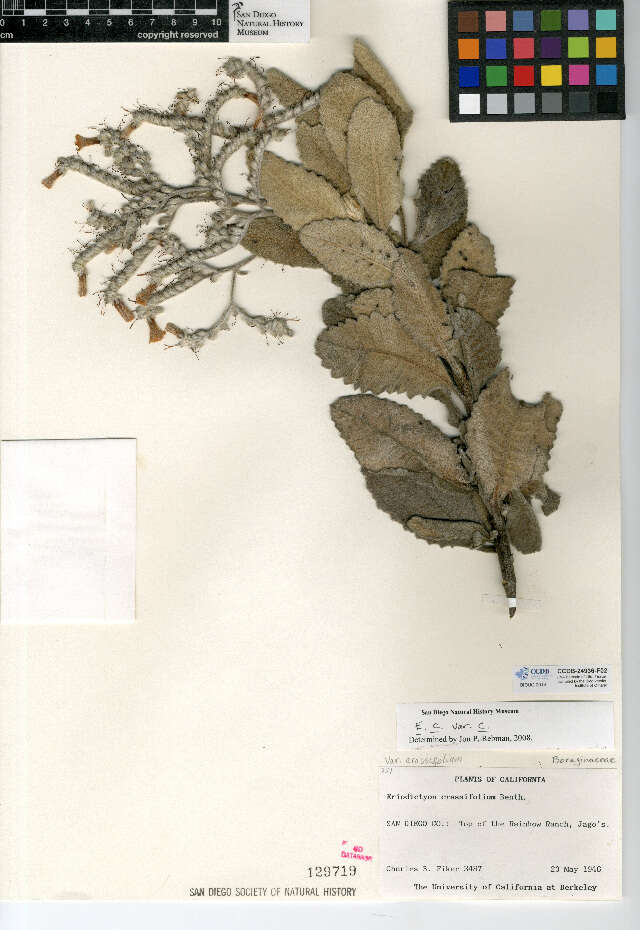 Image of Eriodictyon crassifolium var. crassifolium