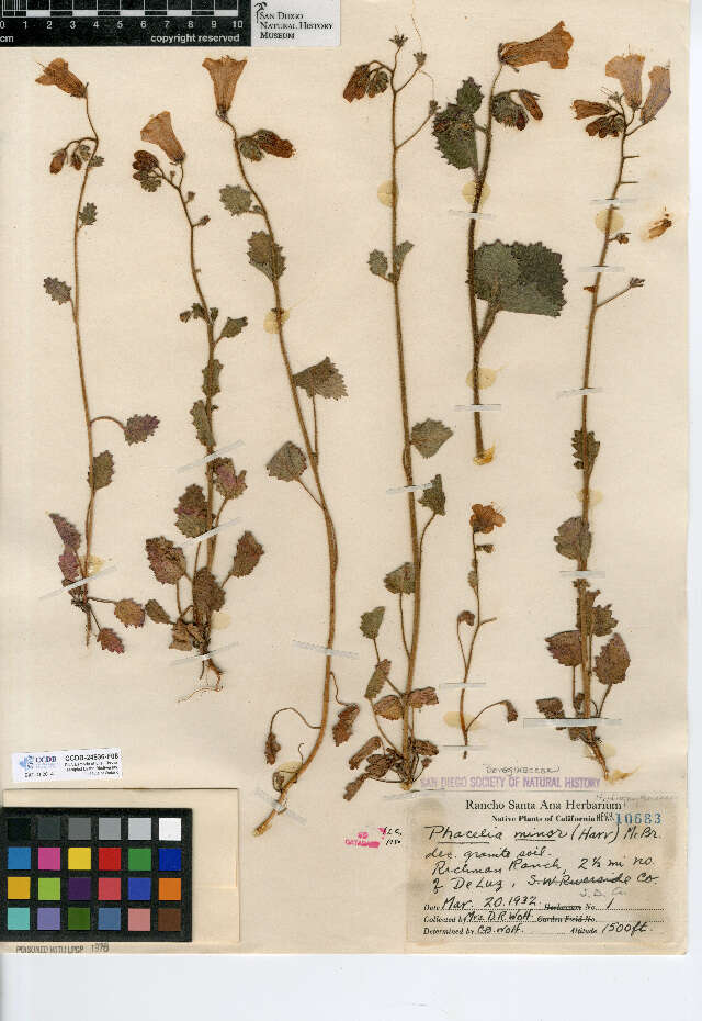 Image of wild canterbury bells