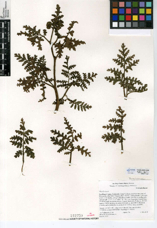 Phacelia lyonii A. Gray的圖片