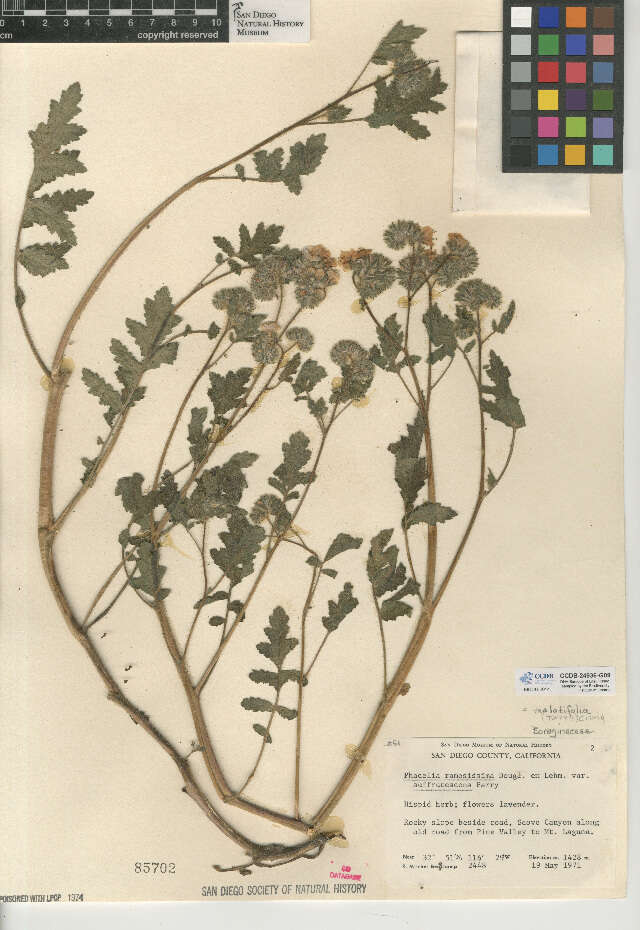 Image de Phacelia ramosissima var. latifolia (Torr.) A. Cronquist