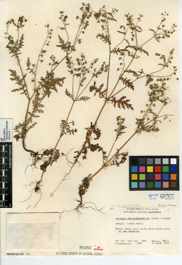 Image de Eucrypta chrysanthemifolia var. chrysanthemifolia