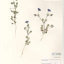 Image of Nemophila menziesii var. menziesii